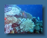 Helengeli 230
